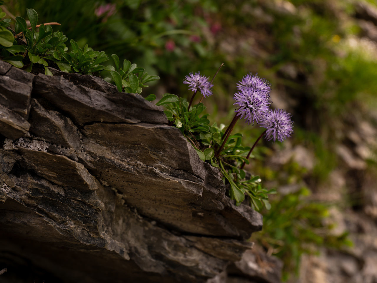 CLOSE UP OF PURPLE FLOWERING PLANT