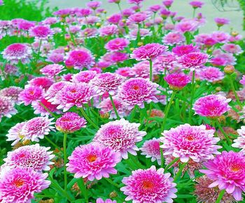 Close-up of pink flowering plants on field