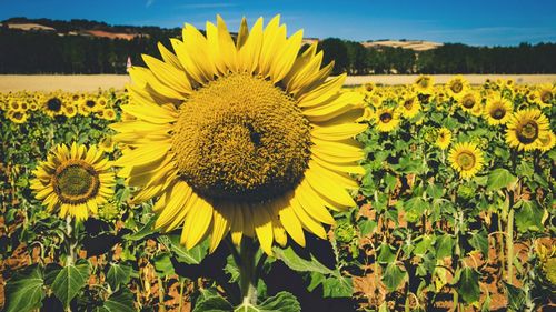 Close-up of fresh yellow sunflower blooming in field against sky