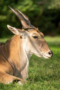 Close-up of a horse on field