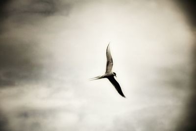 Bird flying in sky