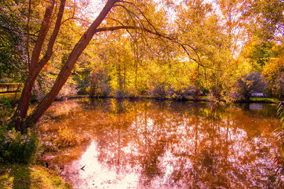 Trees by lake in forest during autumn