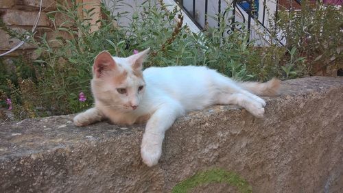 Portrait of cat relaxing by plants