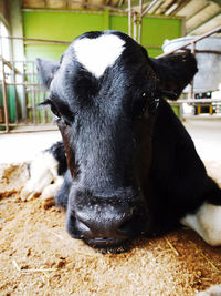 Close-up of a cow