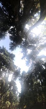 Low angle view of trees in forest