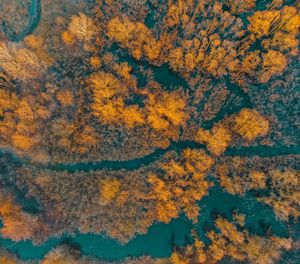 Aerial view of autumn trees