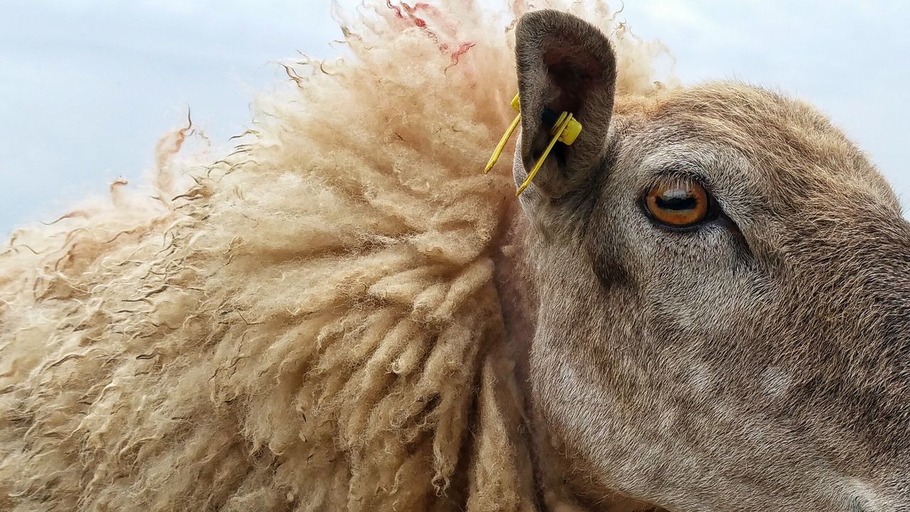 Sheep head