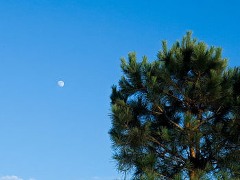 Low angle view of tree against blue sky