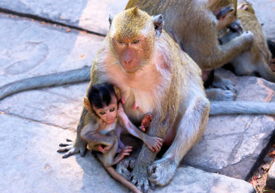 Monkeys sitting outdoors