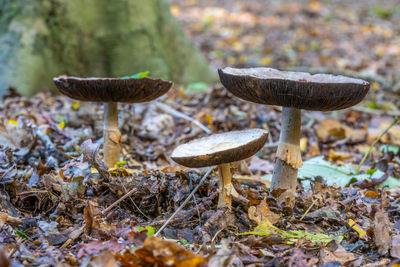 Close up low level view of wild british woodland mushrooms