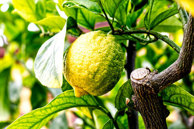 Close-up of fruit growing on tree