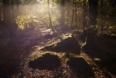 High angle view of trees growing in forest