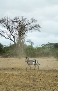 Zebras roaming wild in kenya, africa