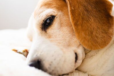 Close-up of dog