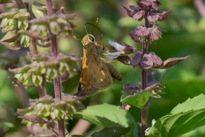 Close-up of butterfly pollinating on flower
