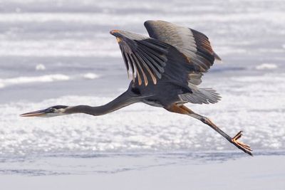 Bird flying over sea during winter