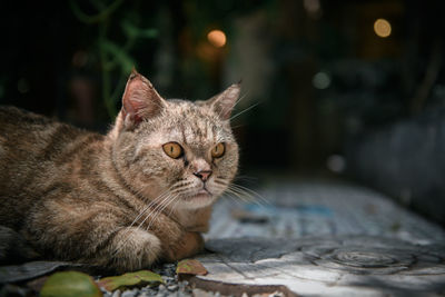 Bengal cat lying on floor and look at camera, pet and animal concept