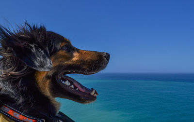 Dog looking at sea against blue sky