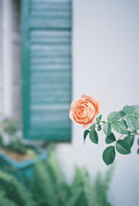 Close-up of rose bouquet