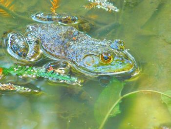 High angle view of frog swimming in lake