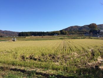 Scenic view of vineyard against clear blue sky