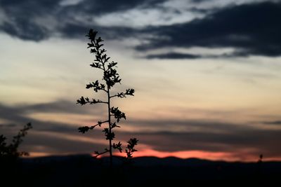 Close-up of silhouette plant against sky at sunset