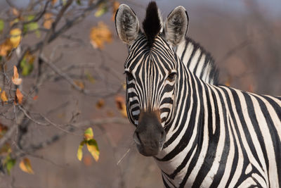 View of a zebra