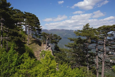 tree