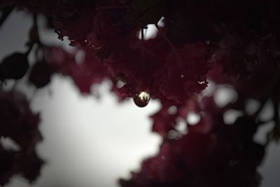 Close-up of water drops on flower