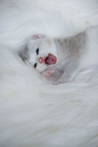 Close-up of cat lying on bed