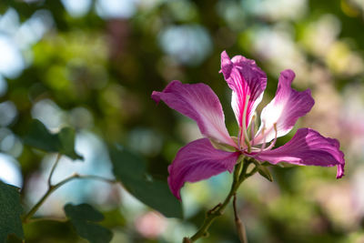 Close-up of pink rose flower