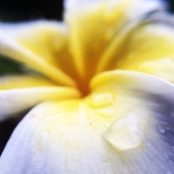 Close-up of yellow flowers