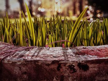 Close-up of plant growing on field