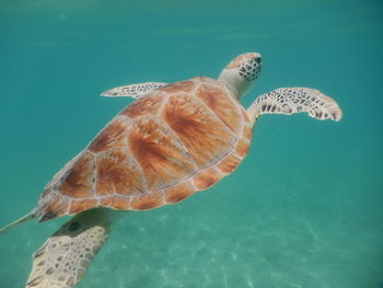 View of turtle swimming in sea