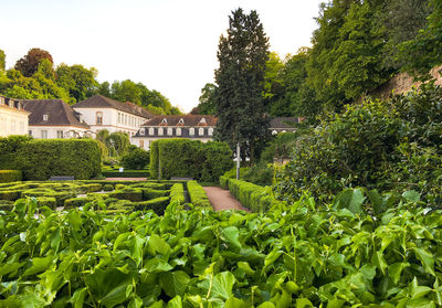 Plants and trees growing in garden