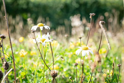 Close-up of flowering plants in field