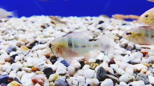 Close-up of fish swimming in sea