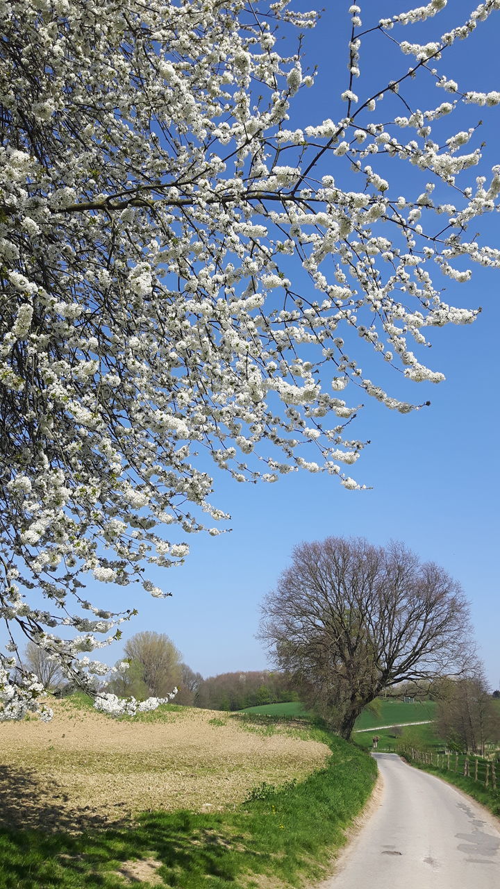 VIEW OF CHERRY BLOSSOM FROM ROAD