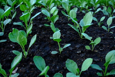 Close-up of plant growing in field