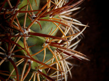 High angle view of succulent plant