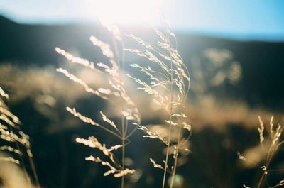 Close-up of crops growing on field against bright sun