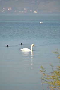 Swans swimming in sea