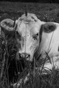 Portrait of cow on field