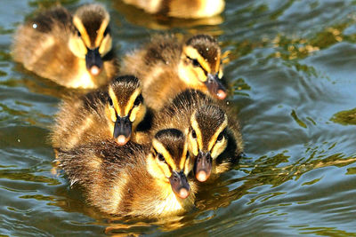 High angle view of duck swimming in lake