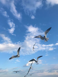 Low angle view of seagulls flying against sky