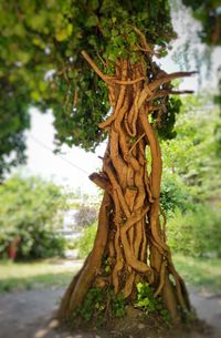 Close-up of tree trunk