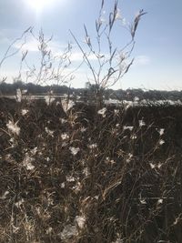 Plants on field against sky