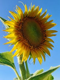 Close-up of sunflower against sky