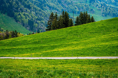 Scenic view of field