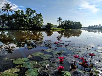 Water lily in lake against sky